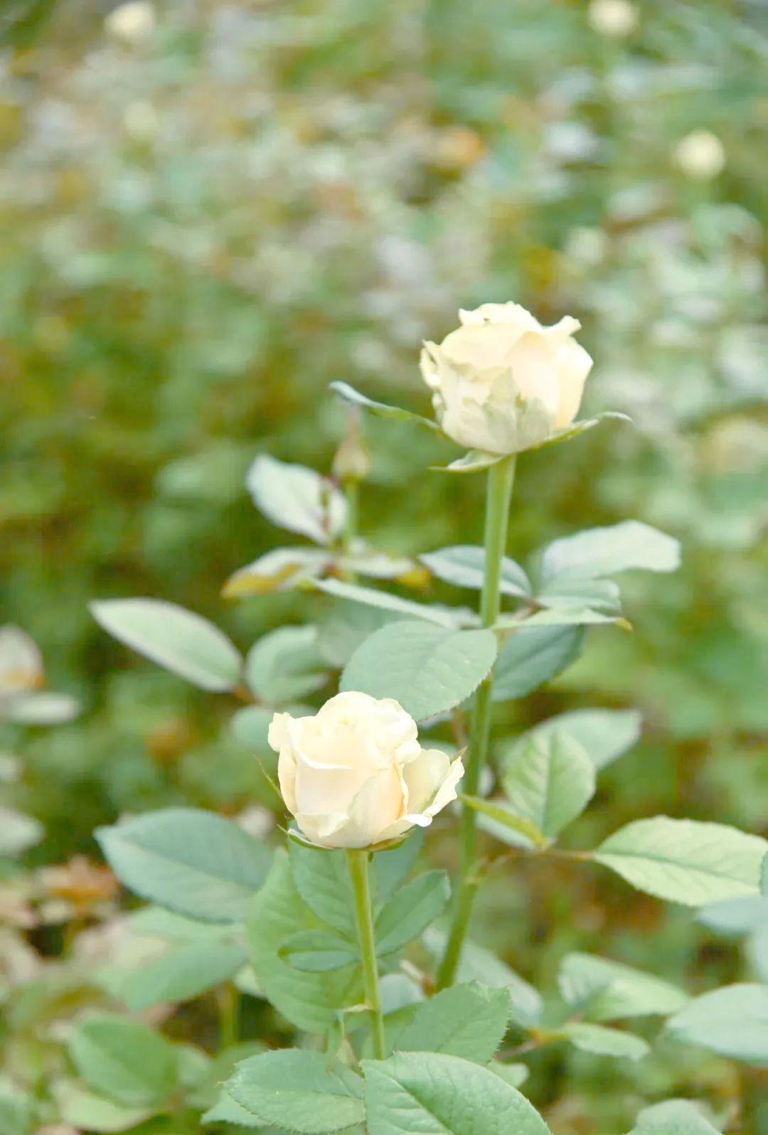 蜂桃(蜂桃啤鹿)